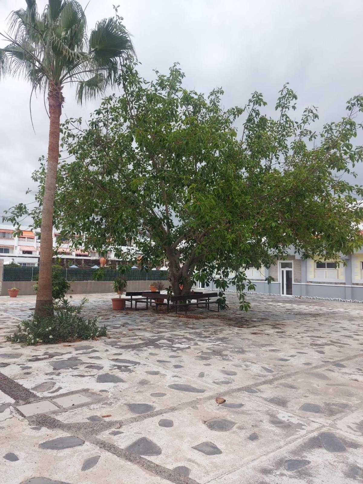 Casa Papagayo Lägenhet Arona  Exteriör bild
